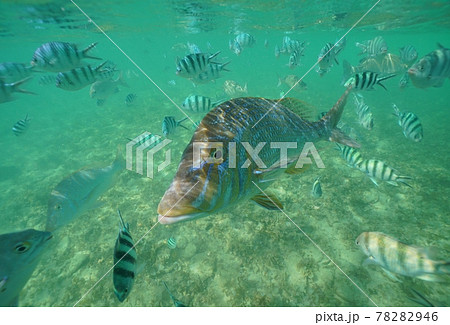 沖縄の美しい海を泳ぐ熱帯の魚の写真素材 7946
