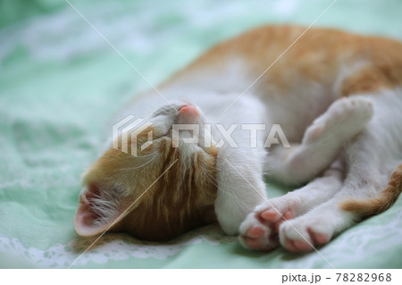 Lazy baby cat on bed 78282968