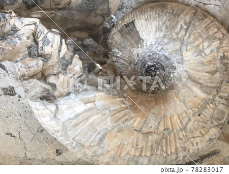 アンモナイトの化石 アンモナイトの化石 78283017