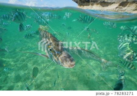沖縄の美しい海を泳ぐ熱帯の魚の写真素材 7271