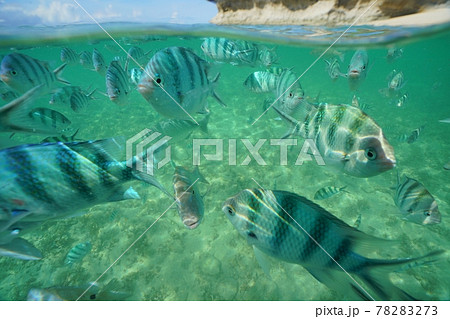 沖縄の美しい海を泳ぐ熱帯の魚の写真素材 7273
