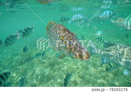 沖縄の美しい海を泳ぐ熱帯の魚の写真素材 7276