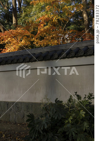 紅葉したカエデと白い漆喰の瓦壁 78283372