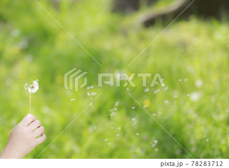 たんぽぽの綿毛 たんぽぽの綿毛 78283712
