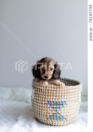 仔犬 カニンヘンダックスフンド 仔犬 カニンヘンダックスフンド 78283798