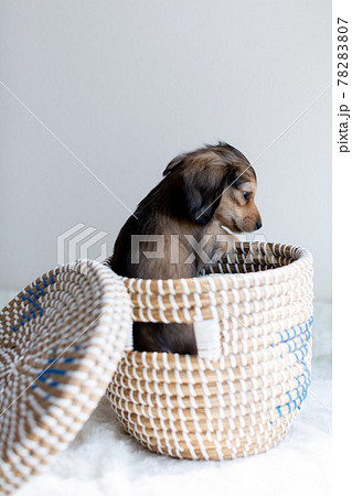 仔犬　カニンヘンダックスフンド 78283807