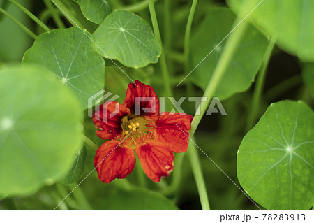 ナスタチウム Nasturtium エディブル フラワー ハーブ 花 食用花 キンレンカの写真素材 7913