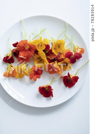 ナスタチウム Nasturtium エディブル・フラワー ハーブ 花 食用花 キンレンカ ナスタチウム Nasturtium エディブル・フラワー ハーブ 花 食用花 キンレンカ 78283914