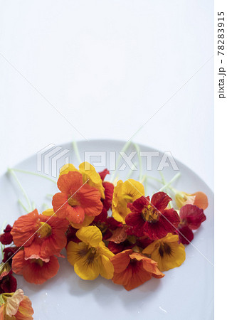 ナスタチウム Nasturtium エディブル・フラワー ハーブ 花 食用花 キンレンカ ナスタチウム Nasturtium エディブル・フラワー ハーブ 花 食用花 キンレンカ 78283915