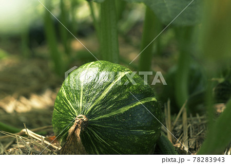 カボチャ畑　カボチャ　南瓜　農業　畑　野菜畑　野菜　栽培　花　南瓜の花　カボチャの花 78283943