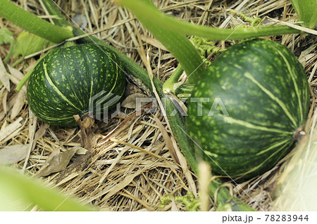 カボチャ畑　カボチャ　南瓜　農業　畑　野菜畑　野菜　栽培　花　南瓜の花　カボチャの花 78283944