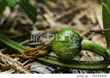 カボチャ畑 カボチャ 南瓜 農業 畑 野菜畑 野菜 栽培 花 南瓜の花 カボチャの花の写真素材 7945 カボチャ畑 カボチャ 南瓜 農業 畑 野菜畑 野菜 栽培 花 南瓜の花 カボチャの花の写真素材 7945