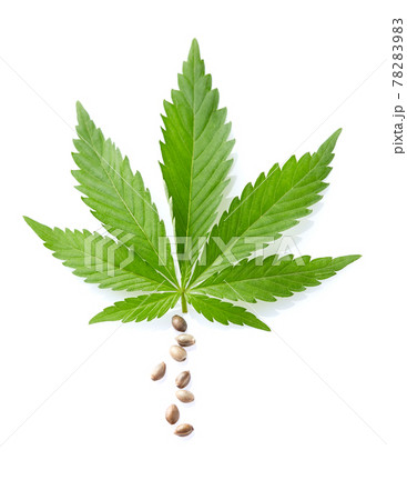 Hemp seeds with cannabis leaves in closeup 78283983