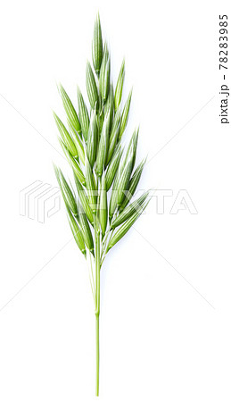 Green oat ear isolated on white background Green oat ear isolated on white background 78283985
