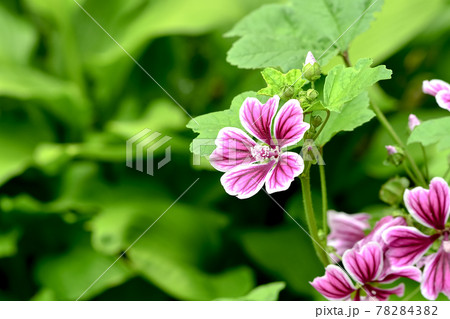 ゼニアオイ ゼニアオイ 78284382