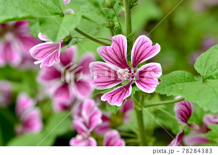 ゼニアオイ 78284383