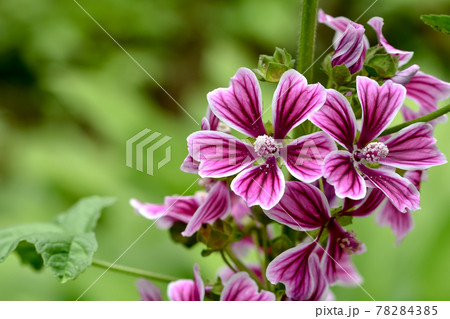 ゼニアオイ ゼニアオイ 78284385