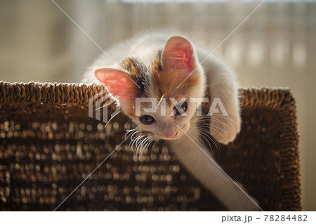 beautiful tricolor little pet kitten beautiful tricolor little pet kitten 78284482