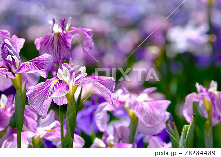 花菖蒲 78284489