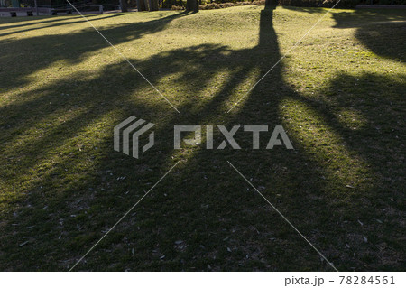 芝生に現れた樹形 78284561