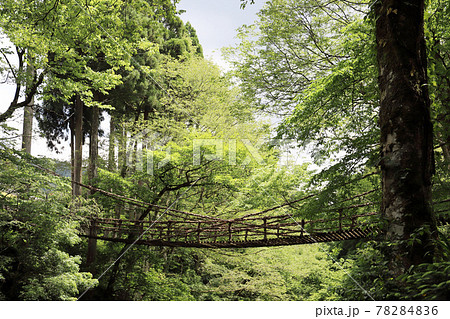 越前池田町のかずら橋(福井県 池田町) 越前池田町のかずら橋(福井県 池田町) 78284836