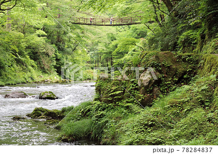越前池田町のかずら橋（福井県 池田町） 78284837