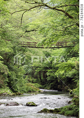 越前池田町のかずら橋（福井県 池田町） 78284838