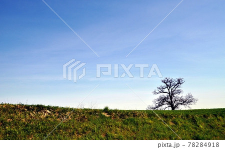 Tree one Tree one 78284918