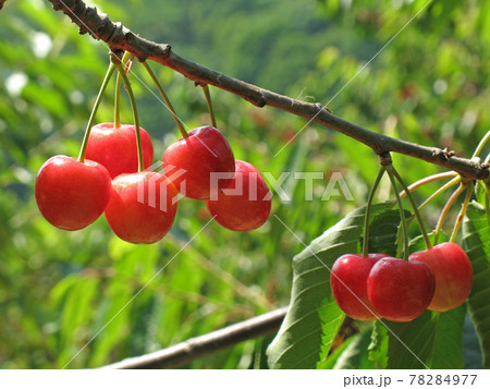 サクランボ　さくらんぼ　チェリー　北海道　果樹園 78284977