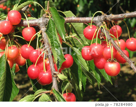 サクランボ　さくらんぼ　チェリー　北海道　果樹園 78284980