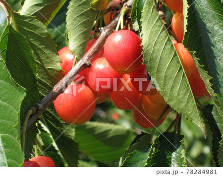 サクランボ　さくらんぼ　チェリー　北海道　果樹園 78284981