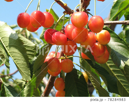 サクランボ　さくらんぼ　チェリー　北海道　果樹園 78284983
