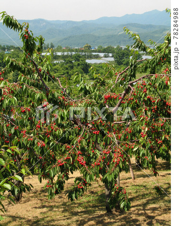 サクランボ　さくらんぼ　チェリー　北海道　果樹園 78284988