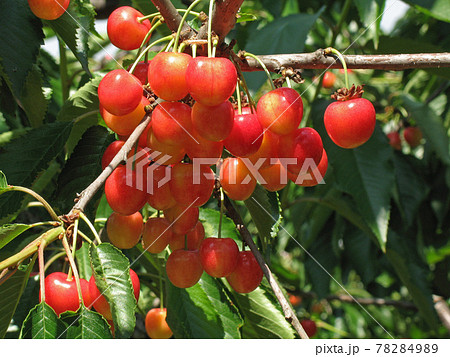 サクランボ　さくらんぼ　チェリー　北海道　果樹園 78284989