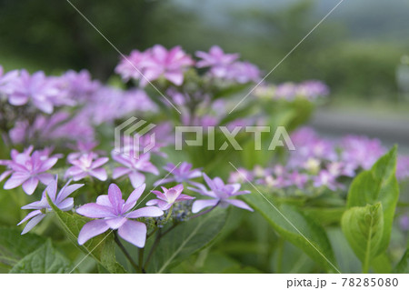雨の中のあじさい 78285080