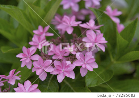 雨の中のあじさい 78285082