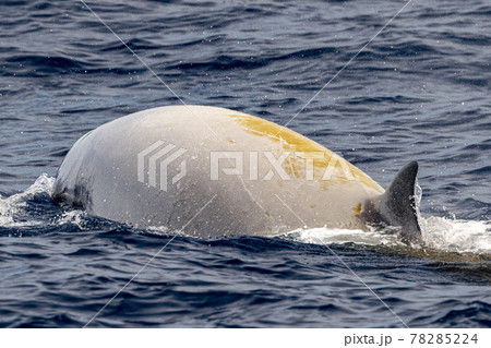 Rare Cuvier Goose Beaked whale dolphin Ziphius cavirostris 78285224