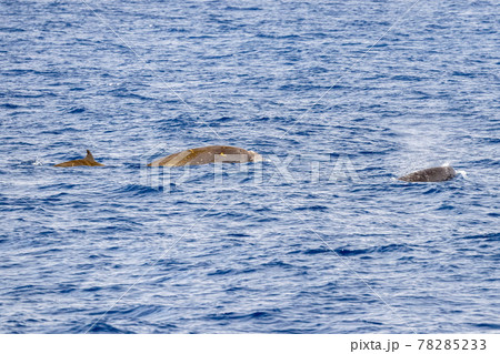 Rare Cuvier Goose Beaked whale dolphin Ziphius cavirostris Rare Cuvier Goose Beaked whale dolphin Ziphius cavirostris 78285233