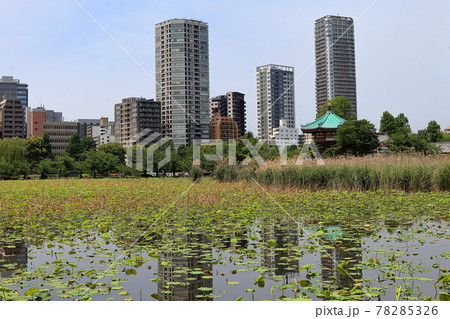 不忍池の風景 不忍池の風景 78285326