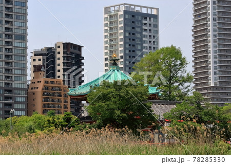 不忍池の風景 不忍池の風景 78285330
