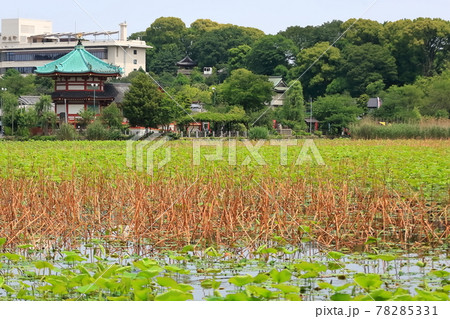 不忍池の風景 78285331