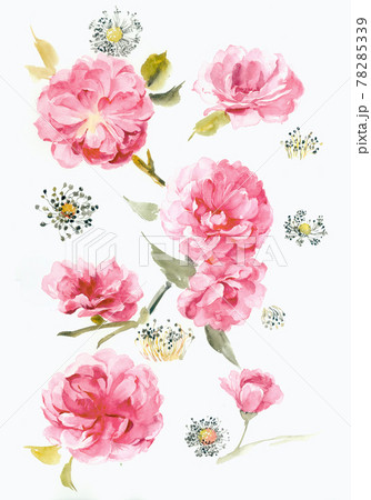 透明水彩 水彩画 花 78285339