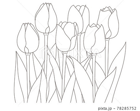 Flower Coloring Book Tulip Flowers Lined Up - Stock Illustration [78285752]  - Pixta