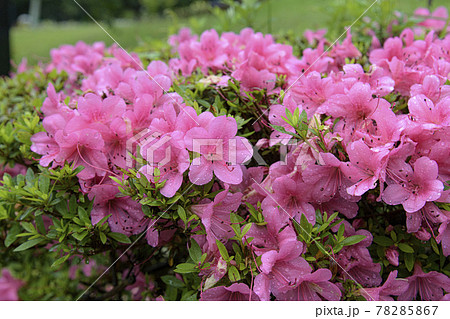 雨に打たれたツツジ 78285867