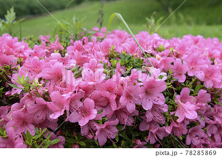 雨に打たれたツツジ 78285869
