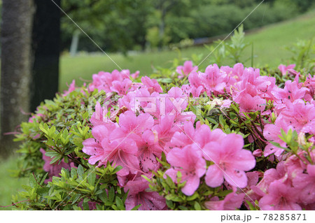 雨に打たれたツツジ 78285871