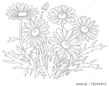 Flower Coloring Book Margaret Flowers - Stock Illustration [78285874] -  Pixta