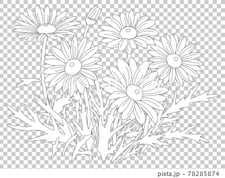Flower Coloring Book Margaret Flowers - Stock Illustration [78285874] -  Pixta