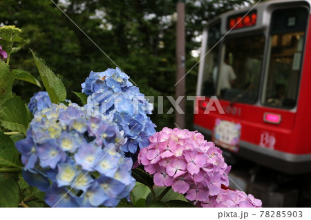 あじさいと旧型の登山電車 Hydrangea & Mountain railway あじさいと旧型の登山電車 Hydrangea & Mountain railway 78285903