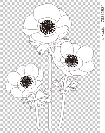 Flower coloring book Anemone flower Flower coloring book Anemone flower 78285924